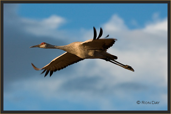 Sandhill Crane (Grus canadensis), Bosque del Apache